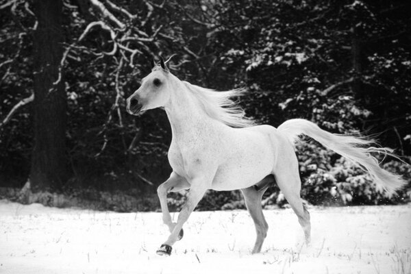 Horse снег лошади лошадь грива конь хвост