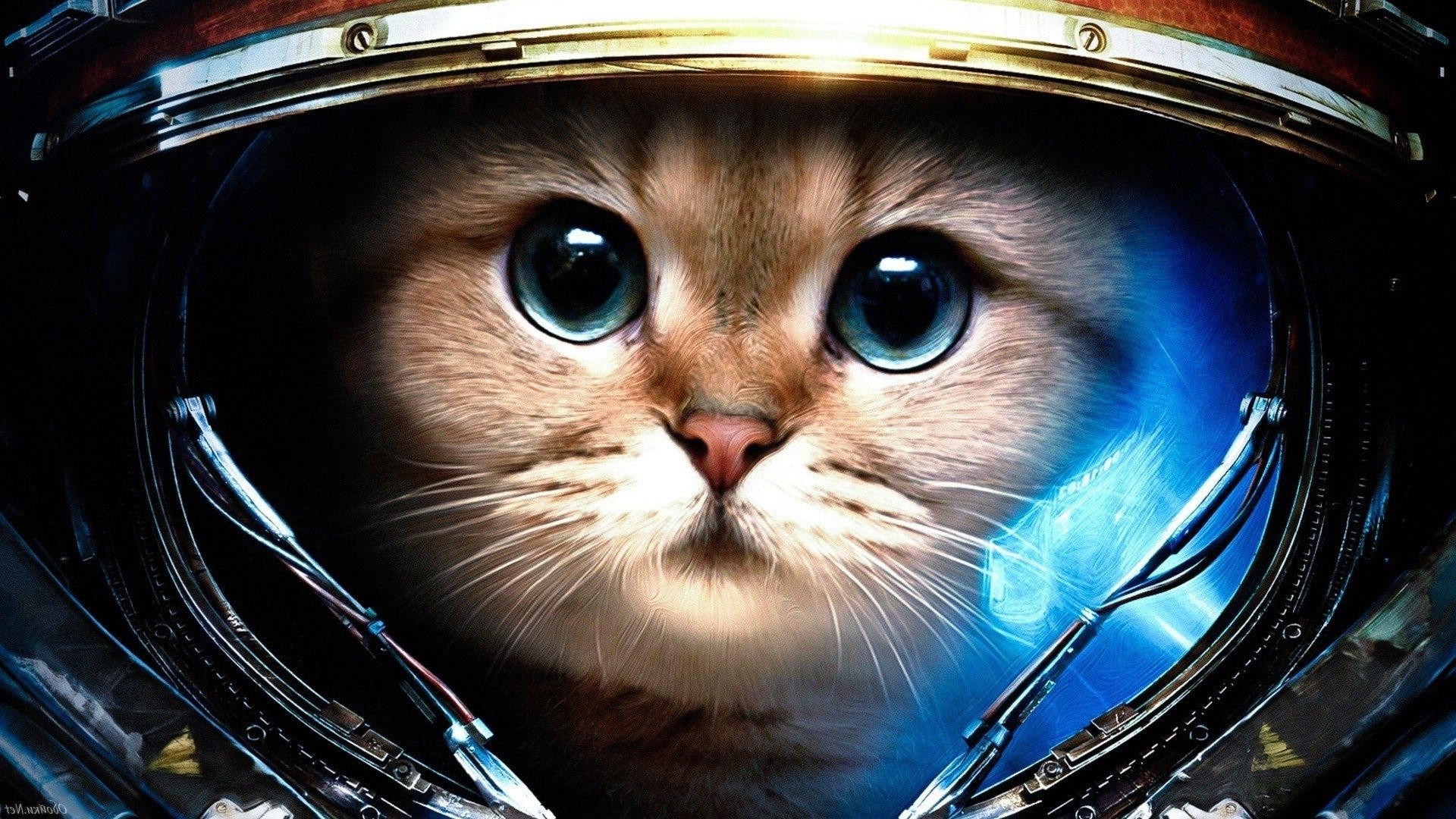 кошки портрет один